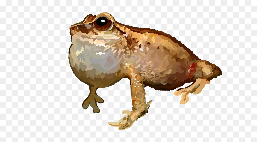 Eastern Spadefoot, HD Png Download - coqui png