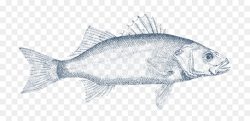 Barracuda Drawing Sardine Fish Huge Freebie Download - Carp, HD Png Download - sardine png