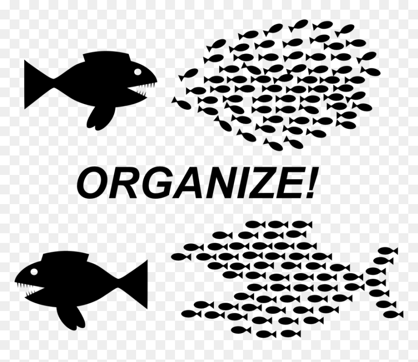 Organize Fish, HD Png Download - organize png