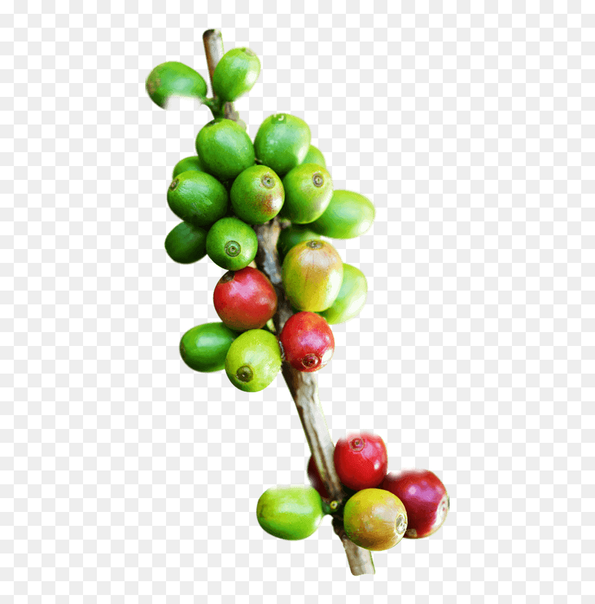 Thumb Image - Hojas De Cafe Png, Transparent Png - pepe .png