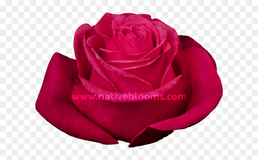 Image - Floribunda, HD Png Download - rainbow rose png