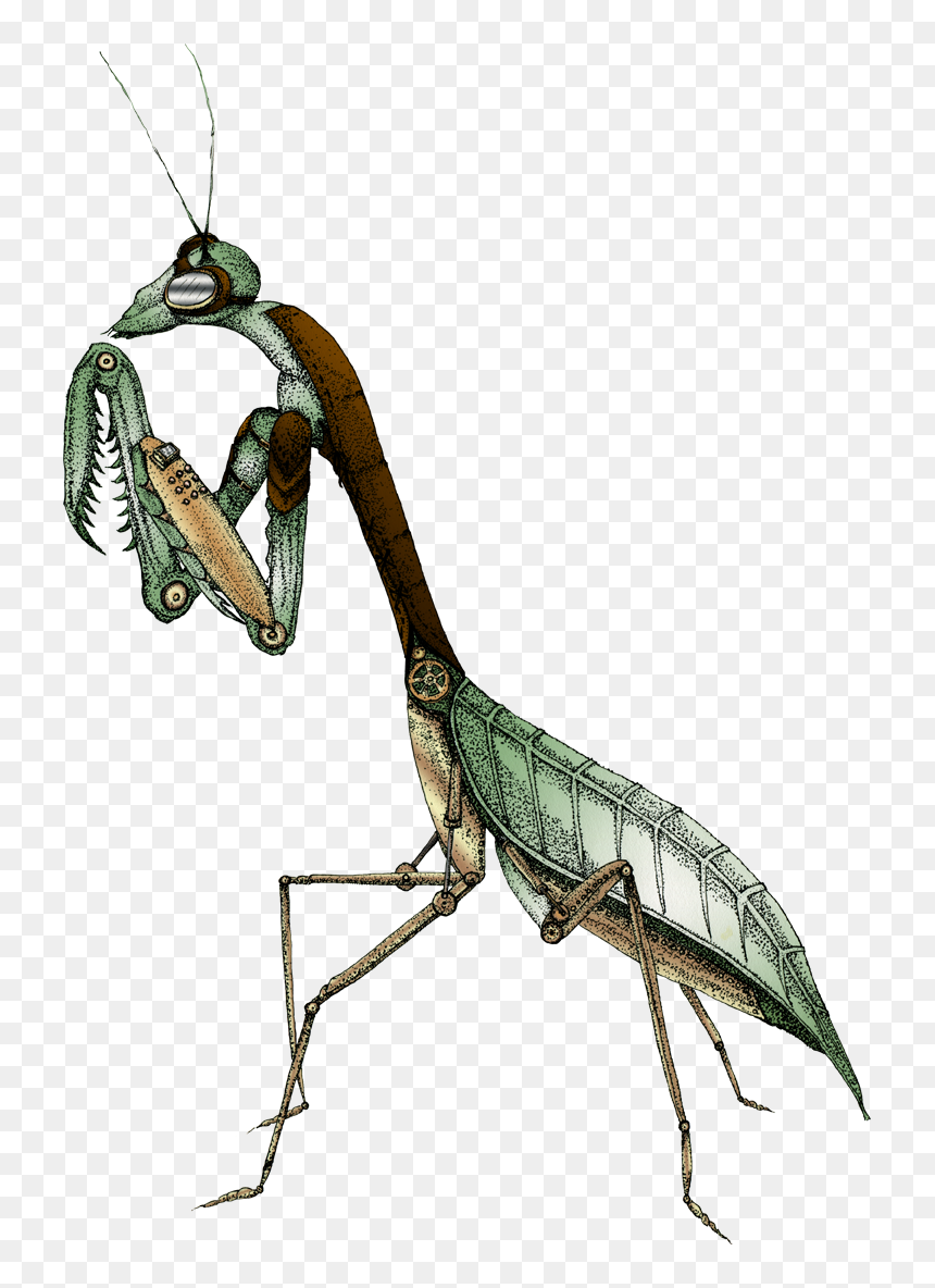 Illustration Of Praying Mantis With Steam Punk Additions - Praying Mantis Vintage Illustration, HD Png Download - steam punk png