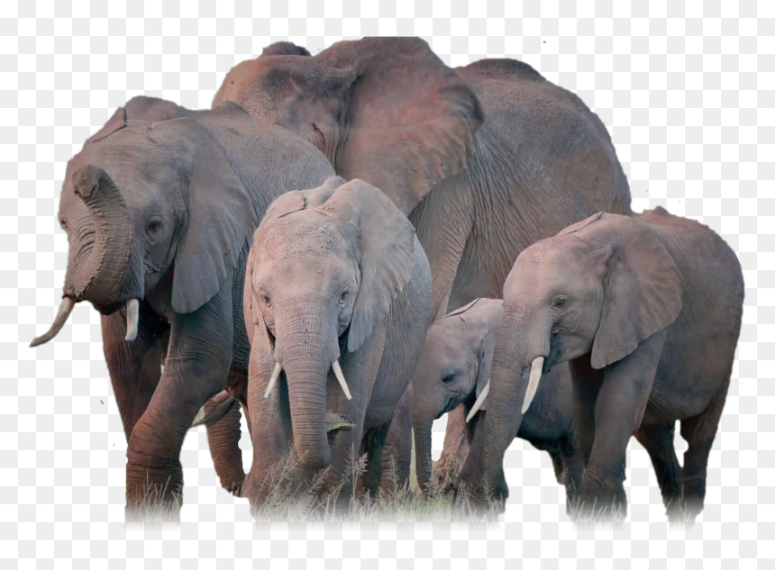 Elephant Herd Png, Transparent Png - helios bust png