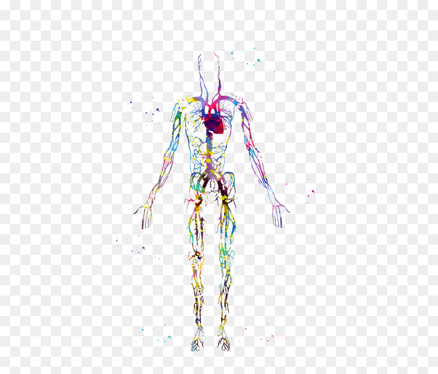 Circulatory System Art, HD Png Download - circulatory system png