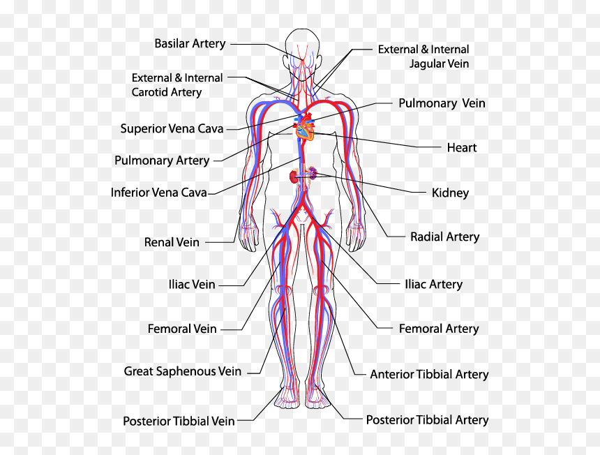 Pulmonary Veins In Body, HD Png Download - circulatory system png