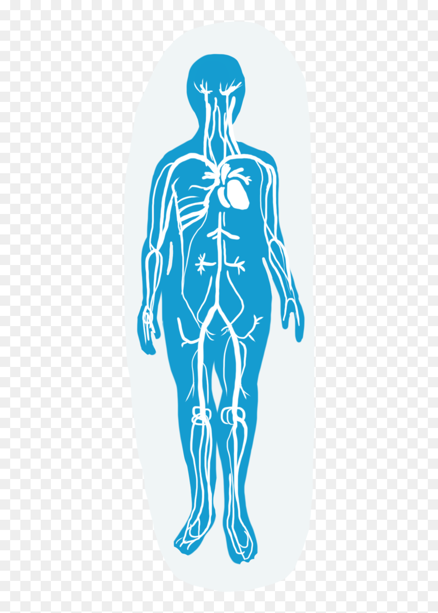 Circulatory System - Illustration, HD Png Download - circulatory system png