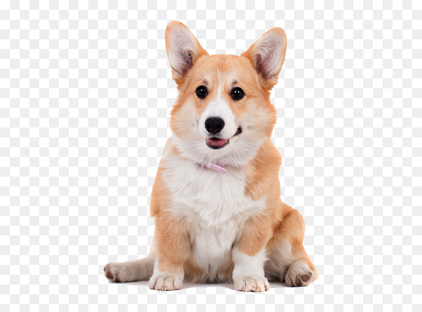 Pembroke Welsh Corgi Cardigan Welsh Corgi Shiba Inu - Pembroke Welsh Corgis Png, Transparent Png - shiba png