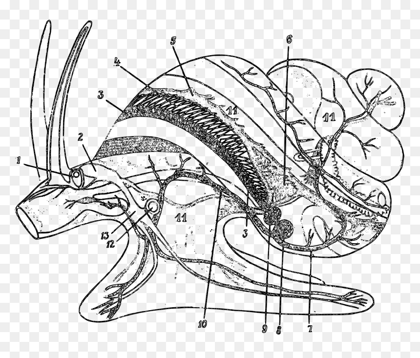 Viviparus Contectus Circulatory System - Viviparus Anatomie, HD Png Download - circulatory system png