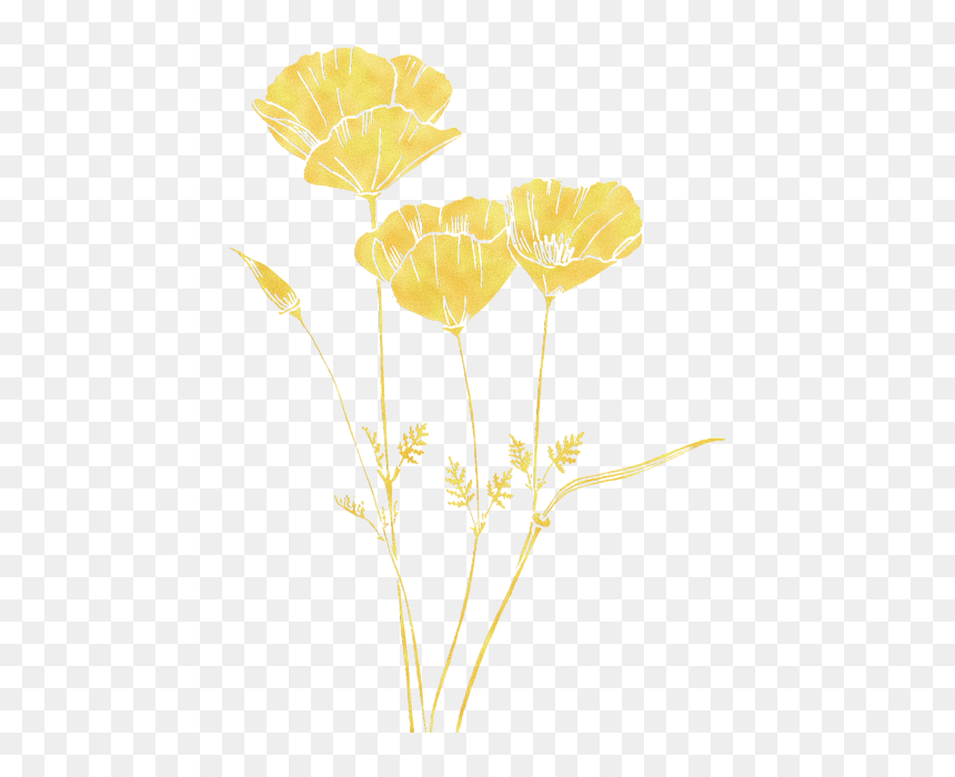 Buttercup, HD Png Download - california poppy png