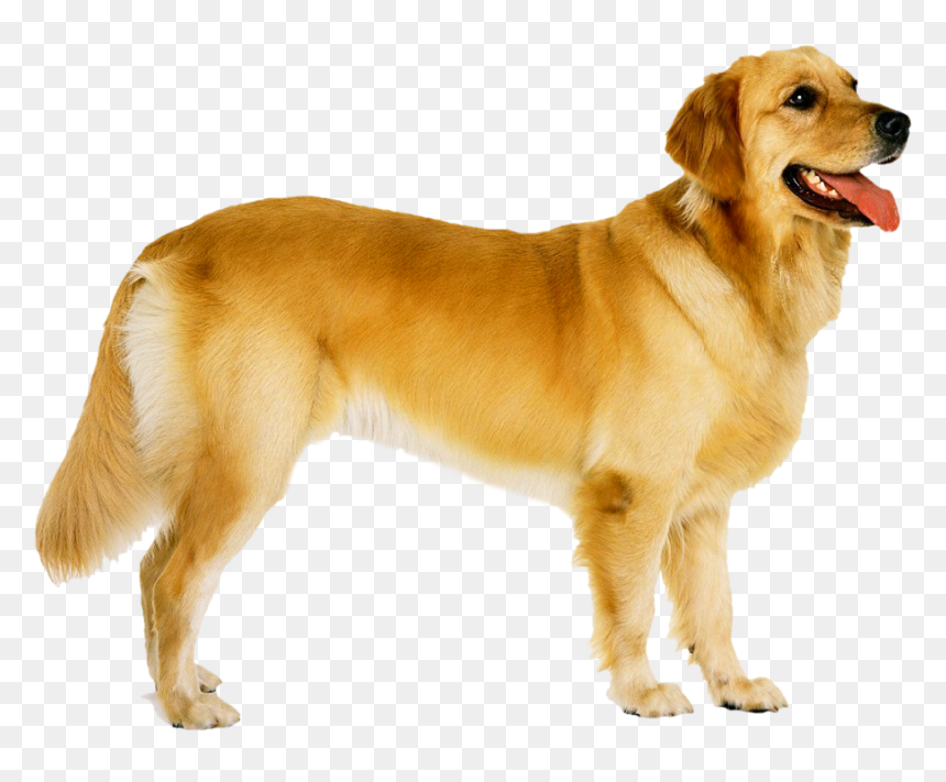 Dog Png Image, Transparent Png - goldendoodle png