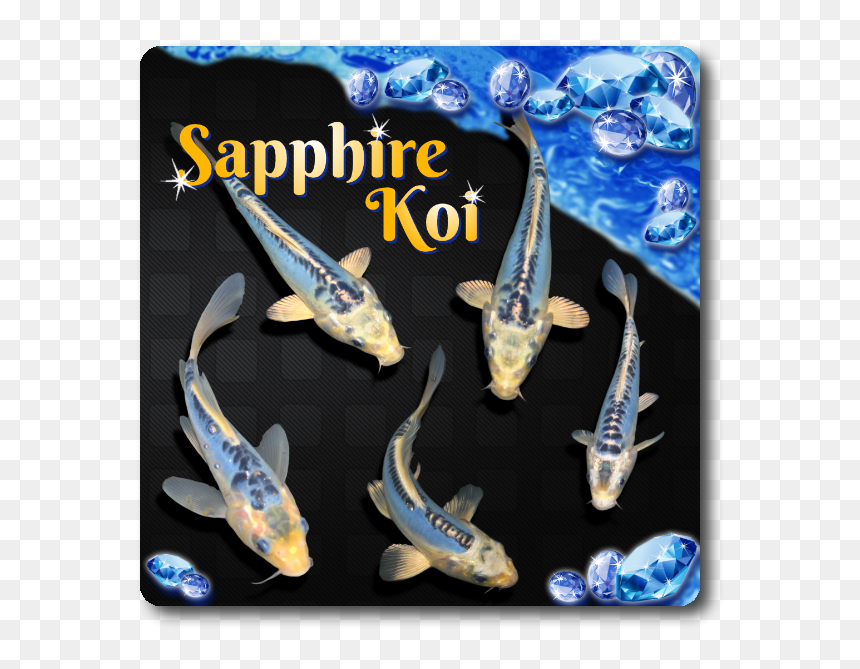 Blue Sapphire Koi, HD Png Download - one fish two fish png