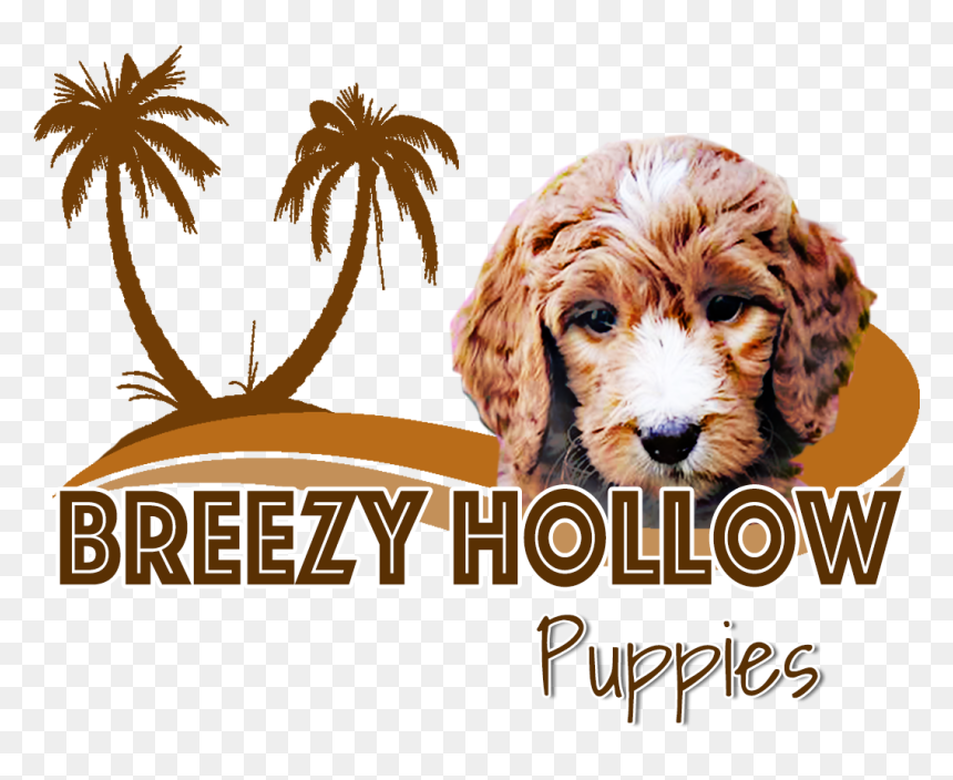 Companion Dog, HD Png Download - goldendoodle png