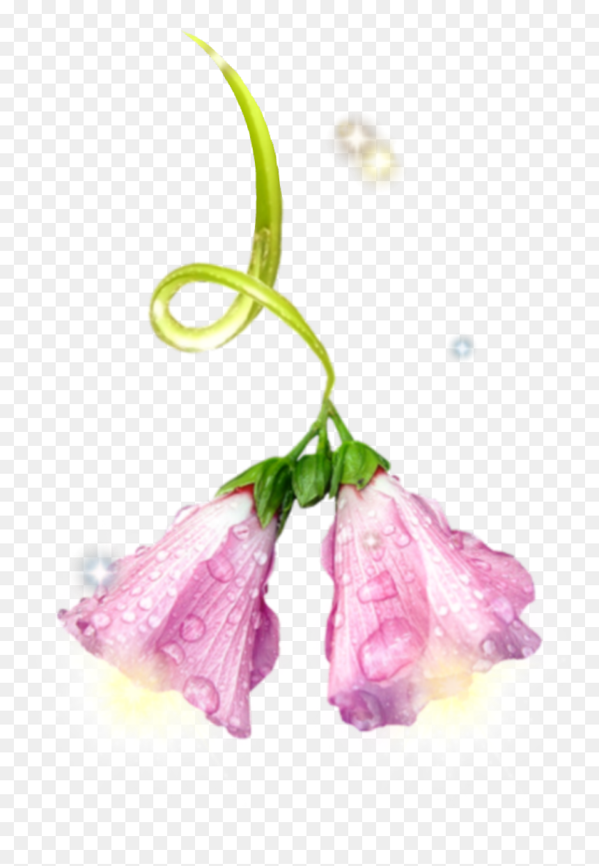 #fairylight #fairylights #light #lights #lantern #fairy - Bellflower, HD Png Download - fairy light png