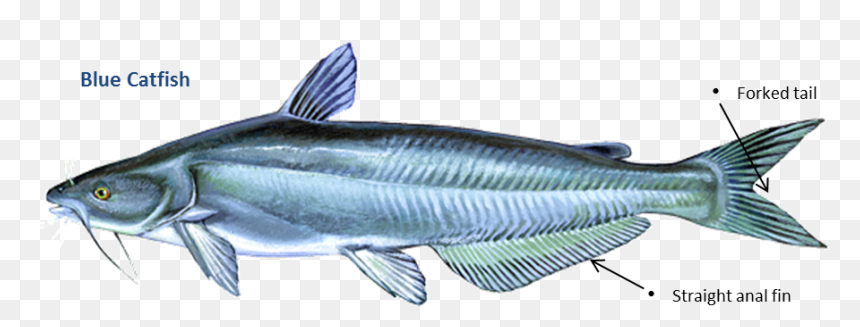 Catfish Blue, HD Png Download - one fish two fish png