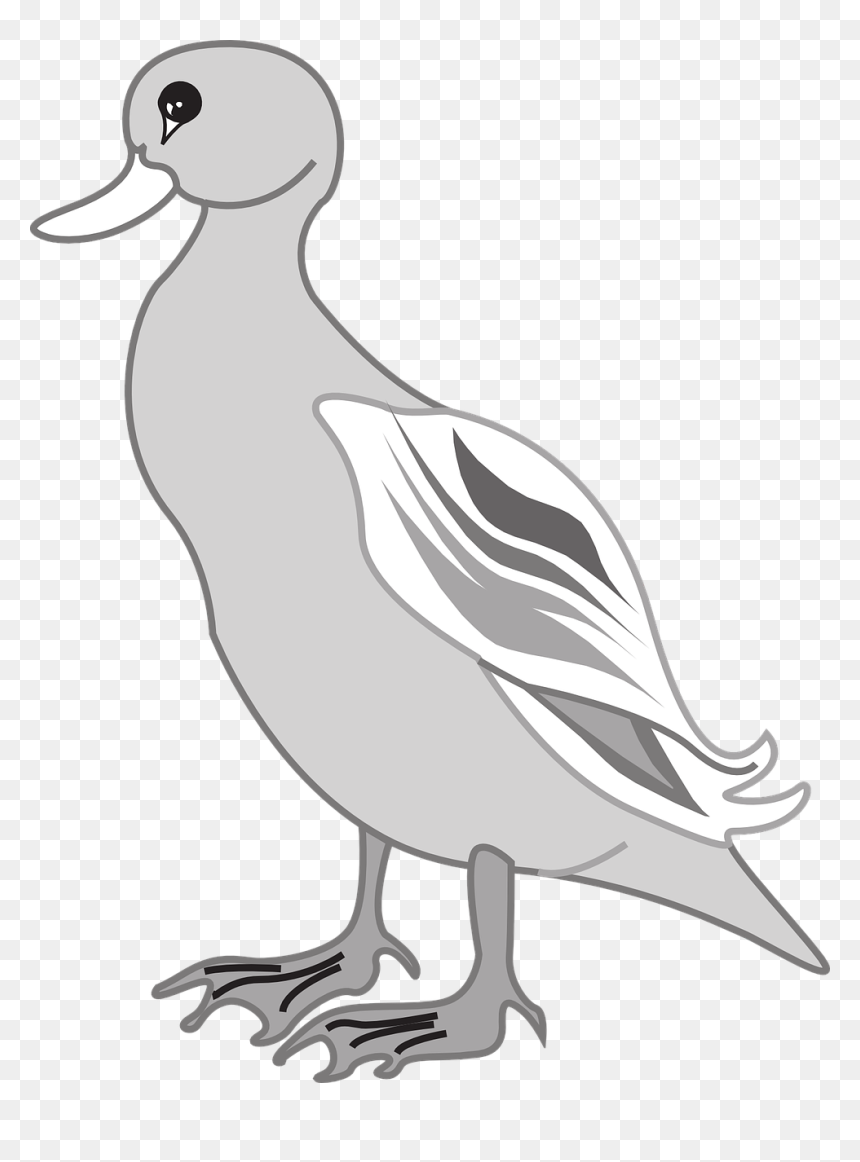 Grey Duck Clipart, HD Png Download - ducks flying png