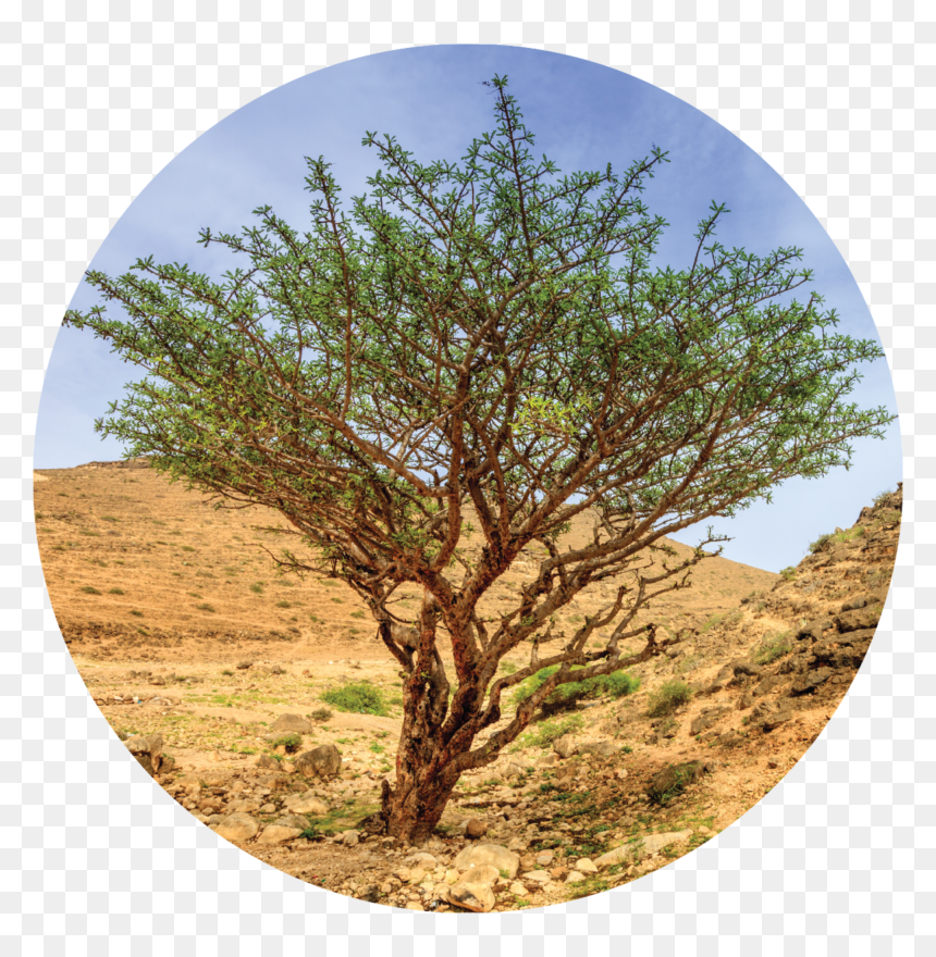 Transparent Frankincense Png - Frankincense Plant Essential Oil, Png Download - frankincense png