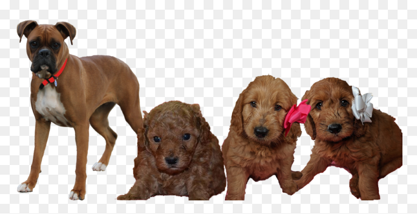 Standard Poodle, HD Png Download - goldendoodle png