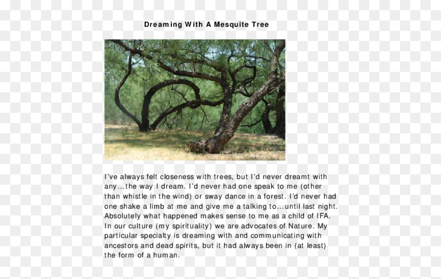 North Central Plains Plants, HD Png Download - mesquite tree png