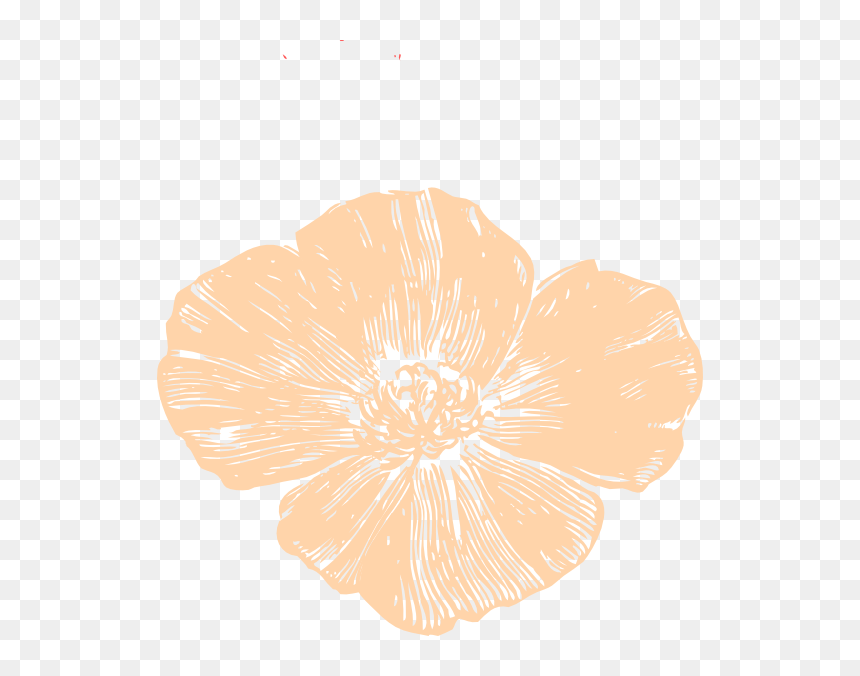 California Golden Poppy Drawing, HD Png Download - california poppy png