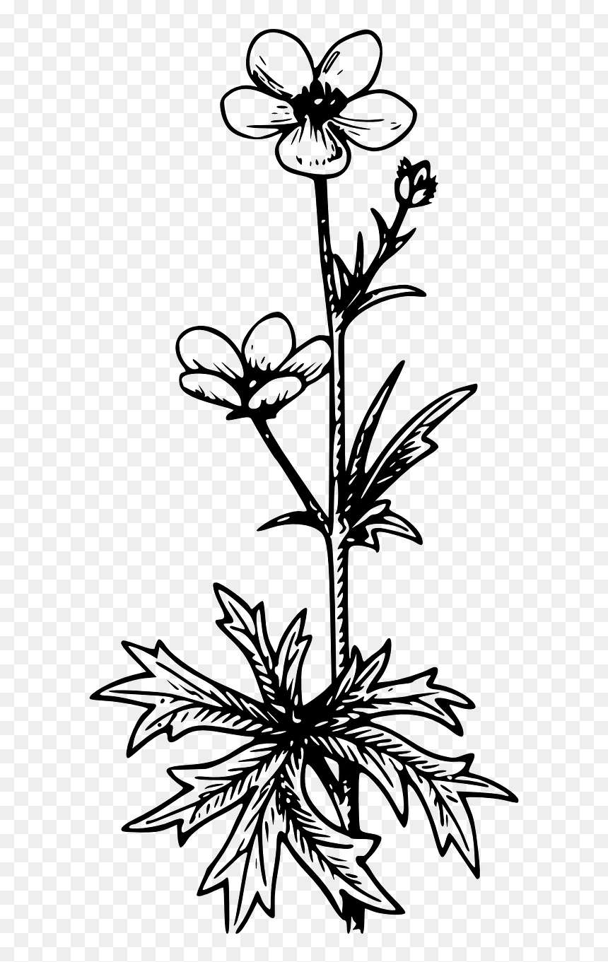 Black And White Flowers Transparent Tattoo, HD Png Download - buttercup flower png