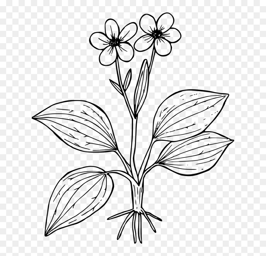 Transparent Worksheet Clipart - Stevia Para Colorear, HD Png Download - buttercup flower png