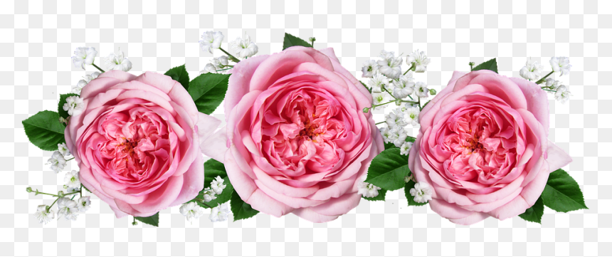 Persian-buttercup - Arranjo De Flores Rosa Png, Transparent Png - buttercup flower png