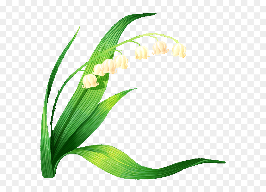 Lily Of The Valley Vector Clipart , Png Download - Lírio Dos Vales Png, Transparent Png - lily of the valley png
