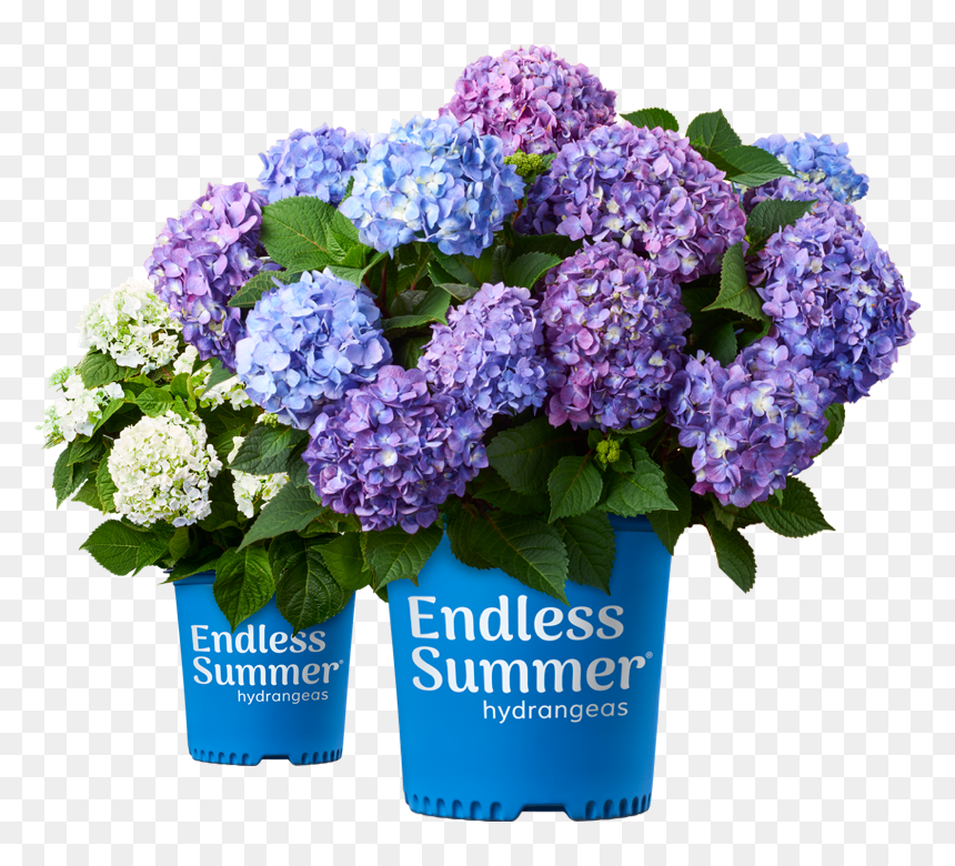 Small Endless Summer Hydrangea, HD Png Download - hydrangea bush png