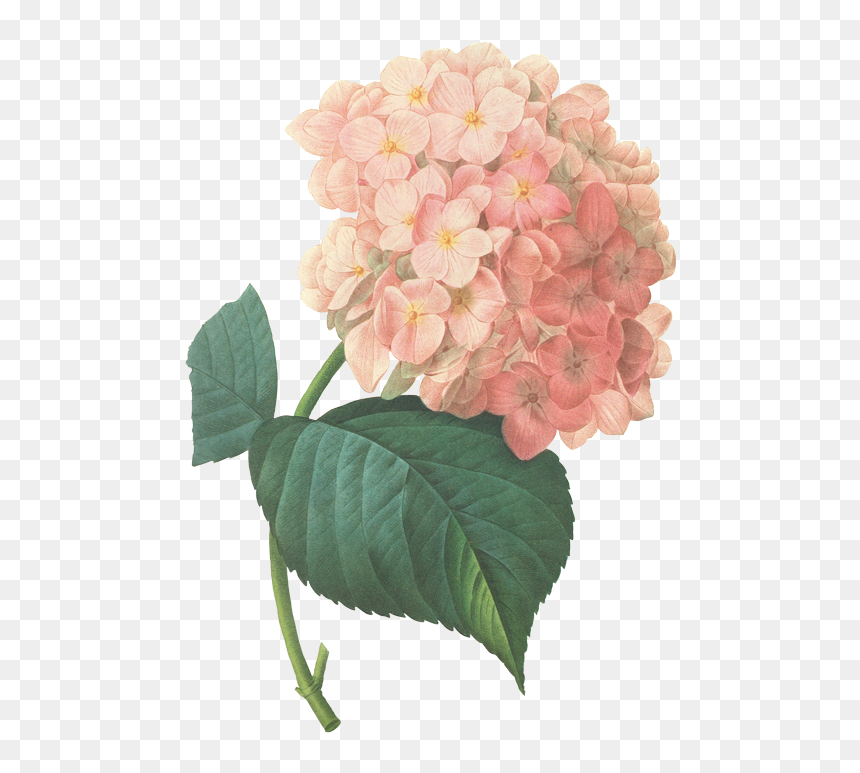 Buttercups Floral Design Provides Flowers And Decor - Pink Hydrangea Watercolour, HD Png Download - buttercup flower png