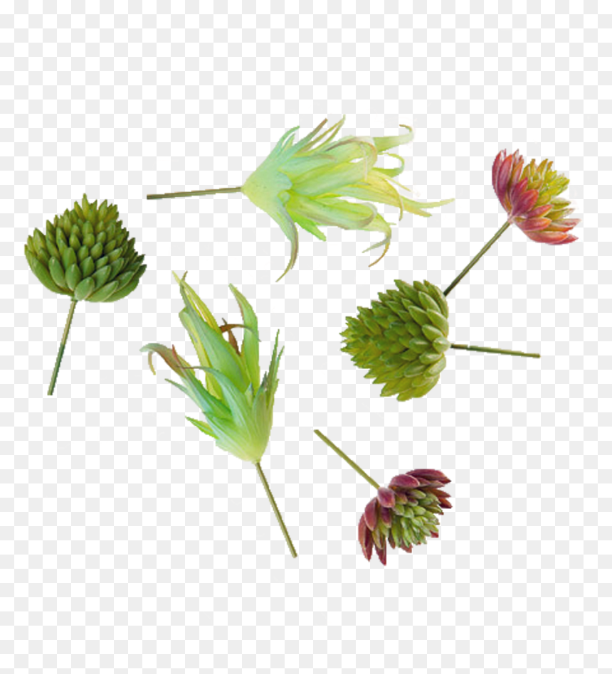 Transparent Succulents Png - Tall Field Buttercup, Png Download - buttercup flower png
