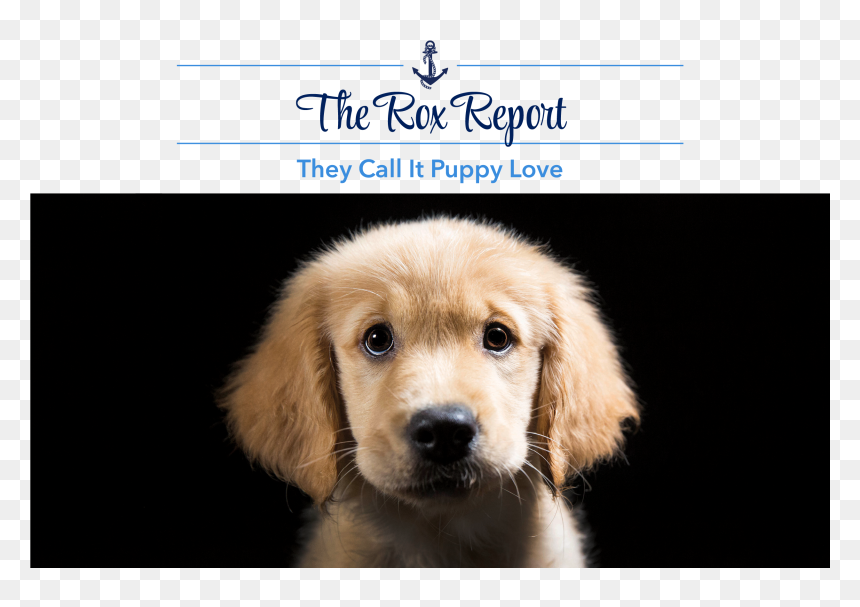 Look At Calendar Png - They Call Puppy Love, Transparent Png - big nose png