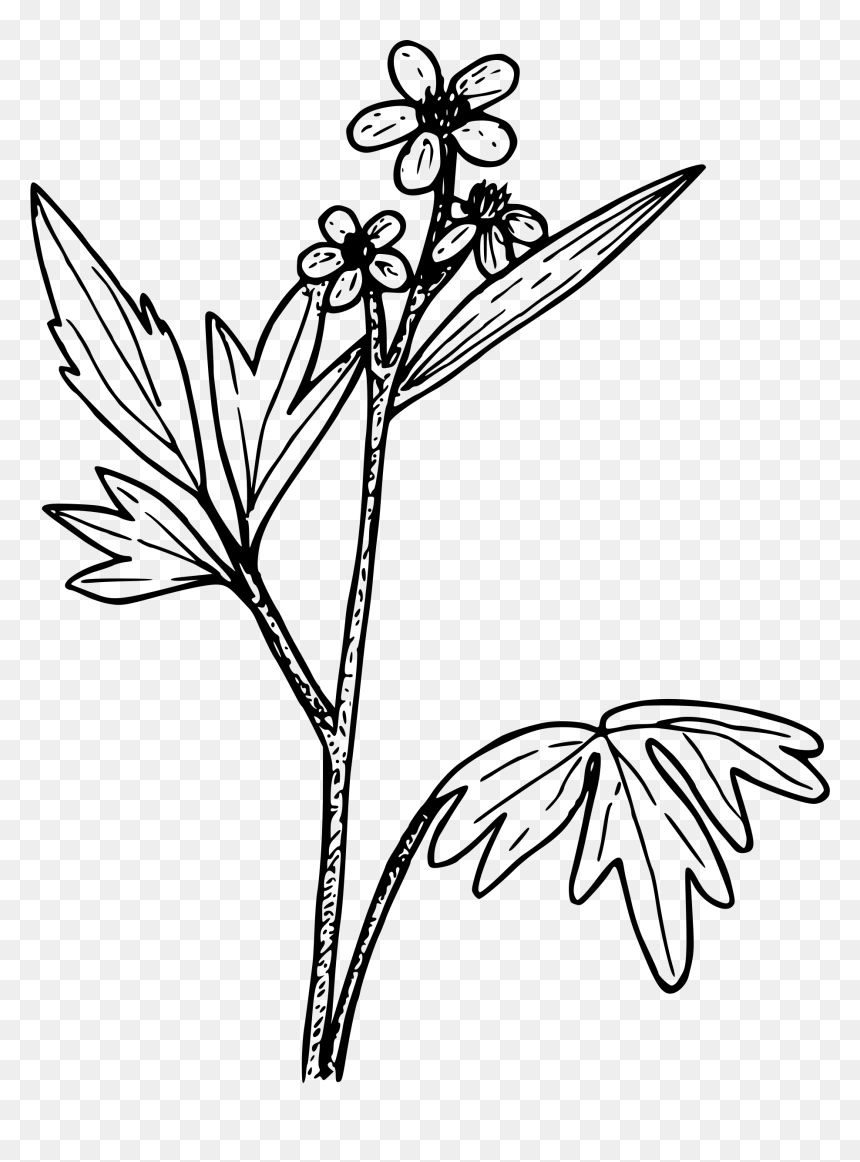 Wood Buttercup - Illustration, HD Png Download - buttercup flower png
