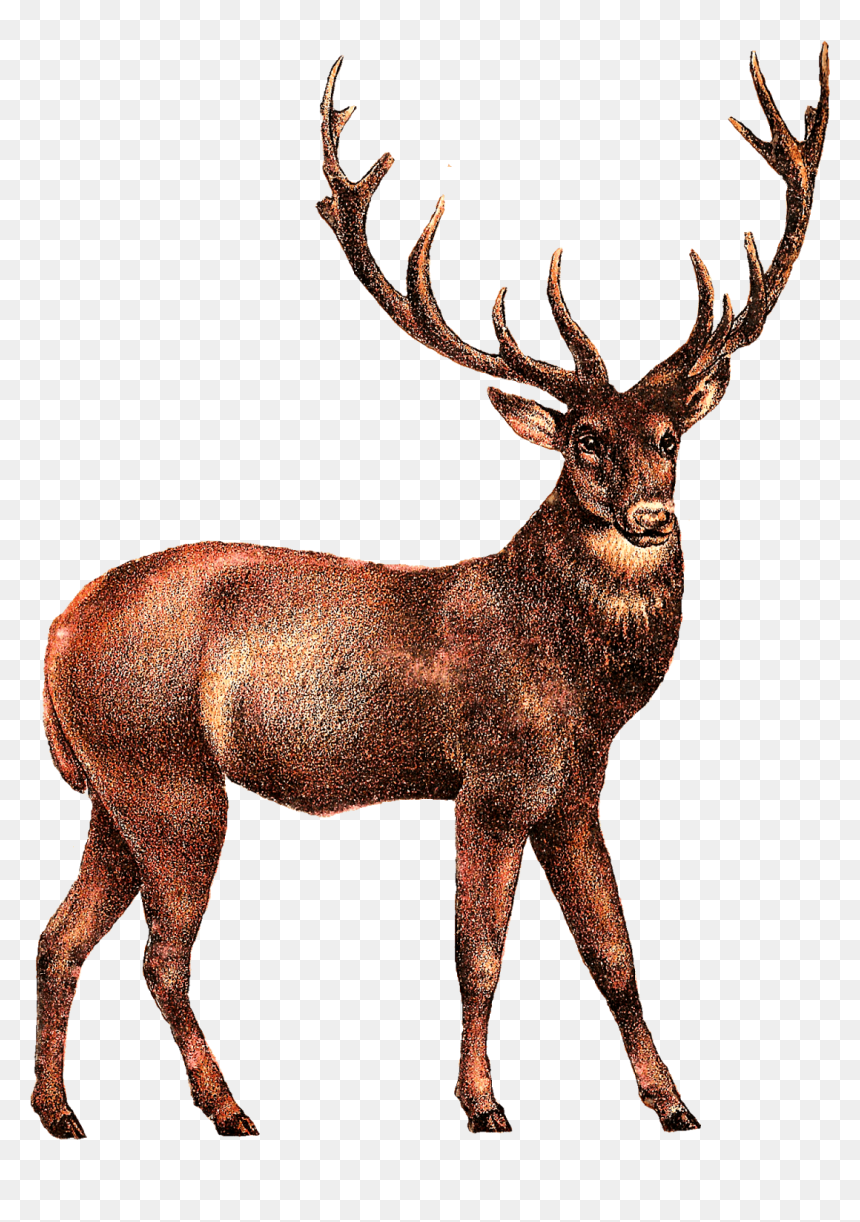 Portable Network Graphics, HD Png Download - reindeer head png