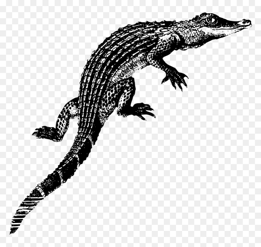Alligator Baby Kids T-shirt - Alligators, HD Png Download - baby alligator png