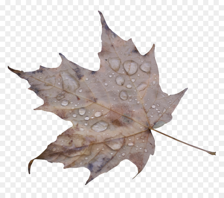 Maple Leaf, HD Png Download - water droplets png