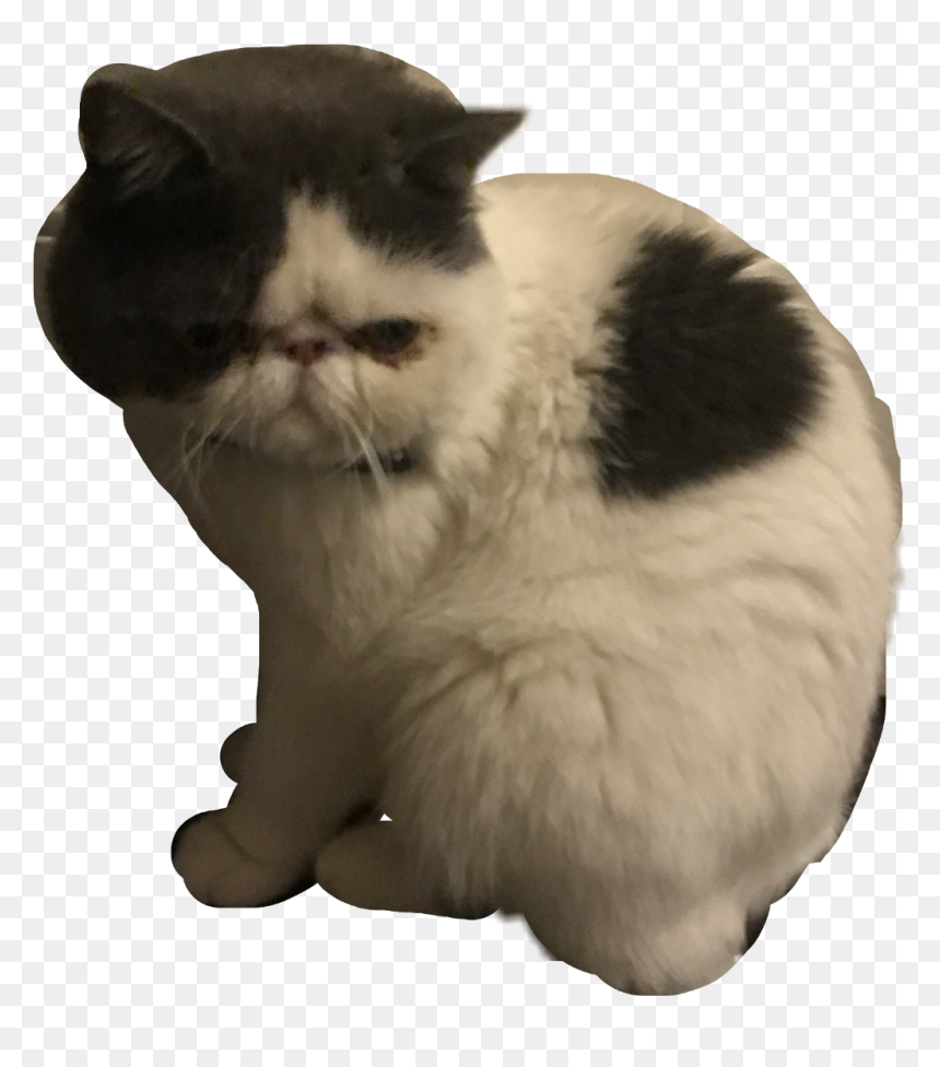 Asian, HD Png Download - grumpy cat png