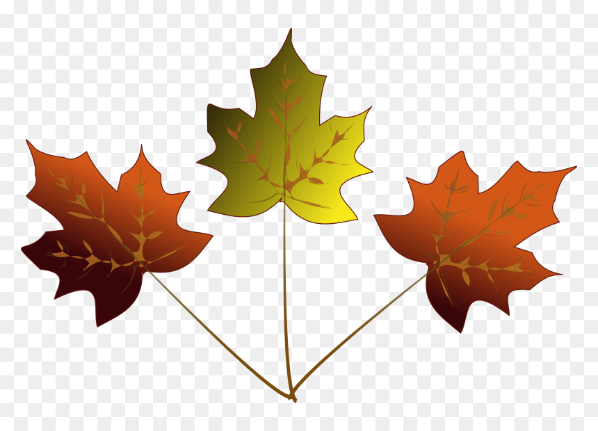 3 Maple Leafs Drawing, HD Png Download - maple leaf png
