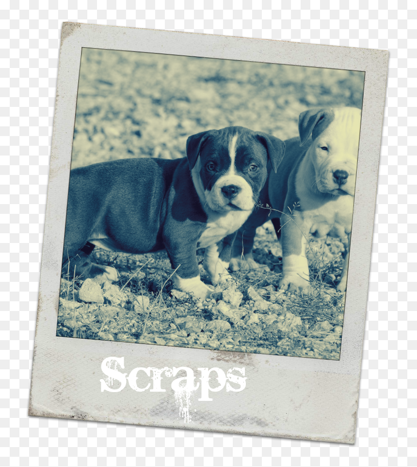 Cute Pit Bull Puppy, HD Png Download - pitbull png