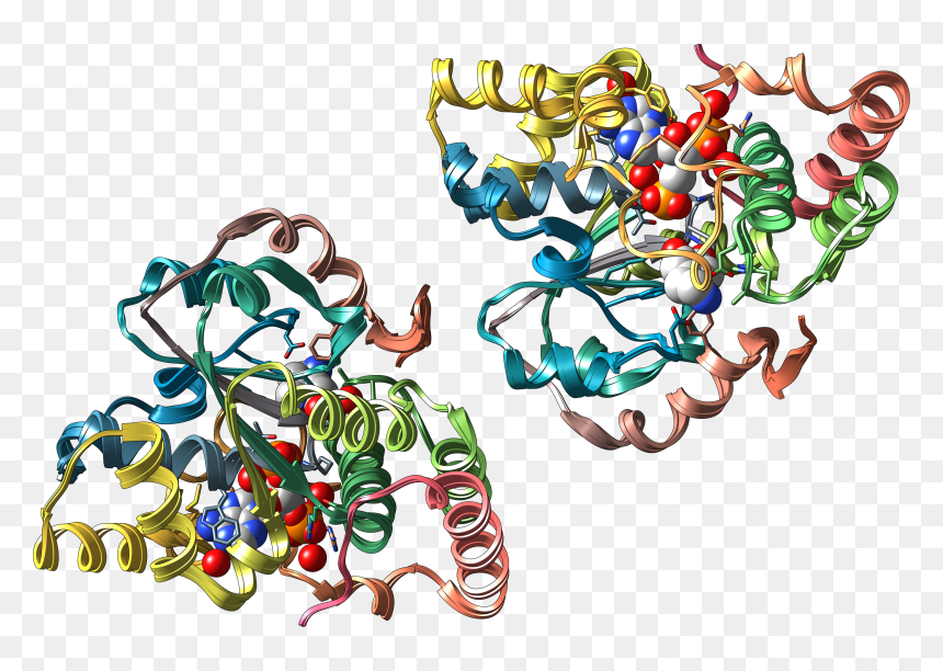 Aryl Sulfotransferase, HD Png Download - raksha bandhan png