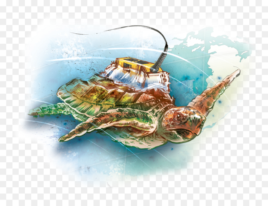 Illustration, HD Png Download - sea turtle png
