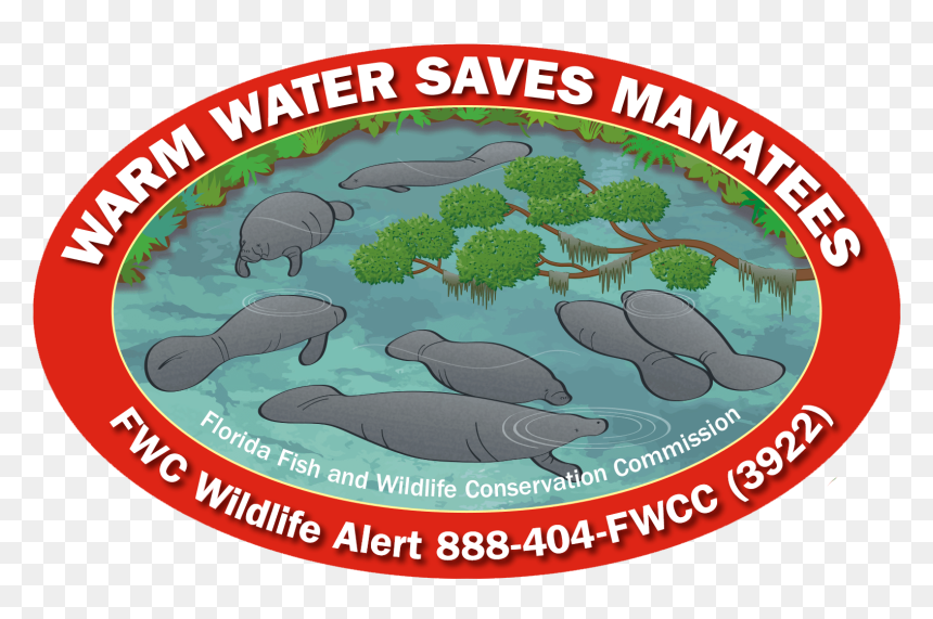 Manatee, HD Png Download - sea turtle png