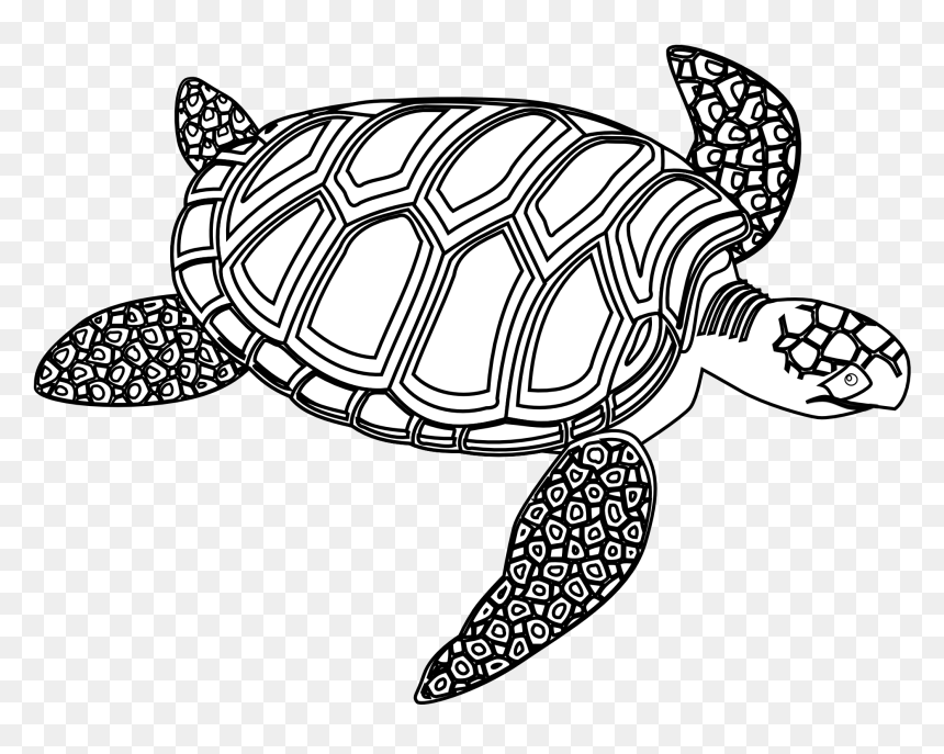 Turtle Black And White, HD Png Download - sea turtle png