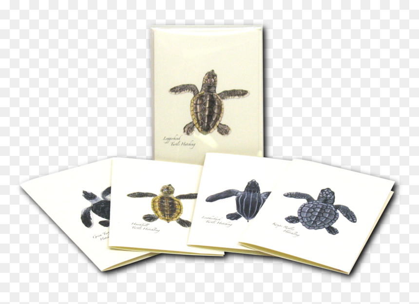 Green Sea Turtle, HD Png Download - sea turtle png