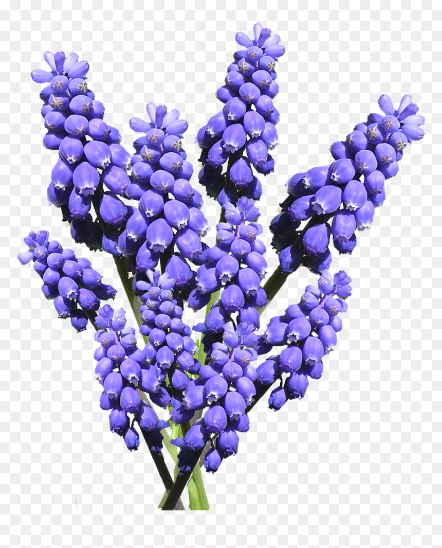 Hyacinth Png, Transparent Png - grape png