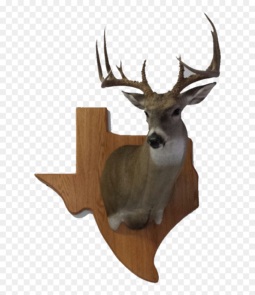 Reindeer, HD Png Download - white tailed deer png