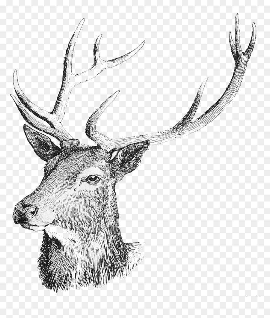 Deer Head Silhouette Png -white Tailed Deer Moose - Deer Drawings On Paper, Transparent Png - white tailed deer png