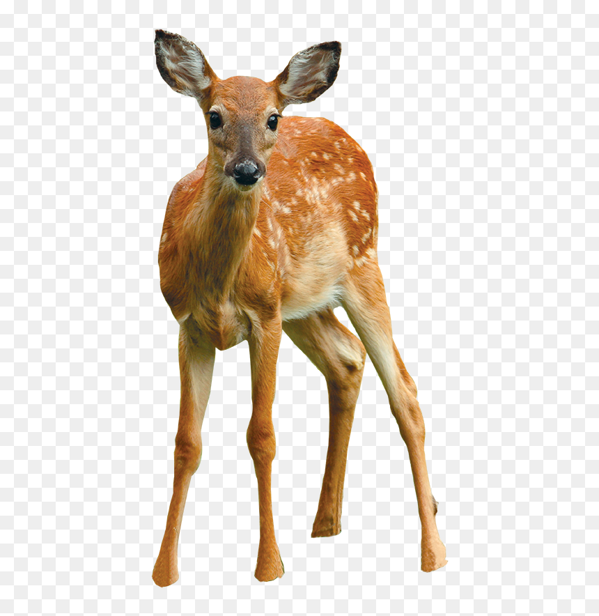 Clip Art Say Cheese September Cooperative - White-tailed Deer, HD Png Download - white tailed deer png