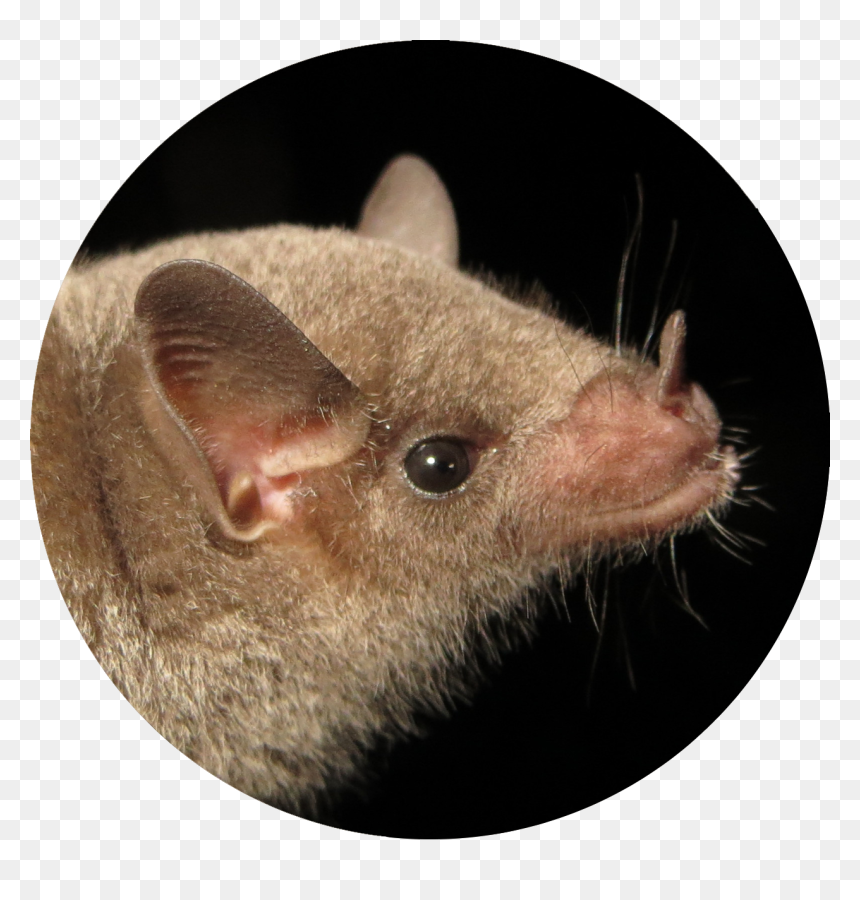 Photo Courtesy Of Bat Conservation International - Rat, HD Png Download - big nose png
