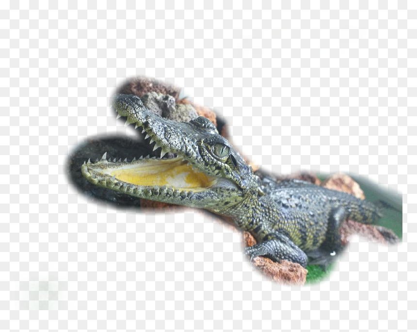 #baby - Macro Photography, HD Png Download - baby alligator png
