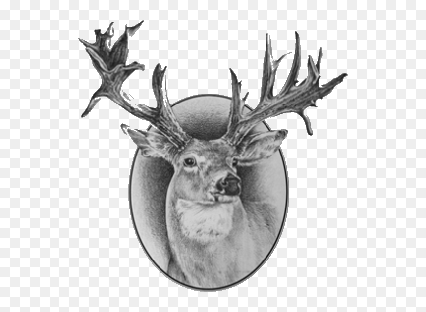 Antler, HD Png Download - white tailed deer png
